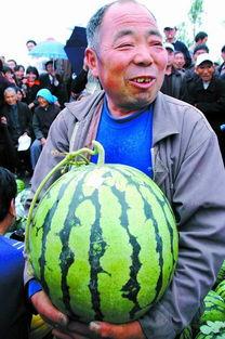 吃瓜百人,瓜中见真章