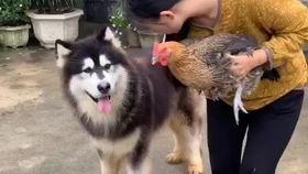 鹿哈吃瓜,揭秘娱乐圈背后的那些事儿