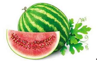 冬日吃瓜小说,一部冬日吃瓜小说的温馨篇章