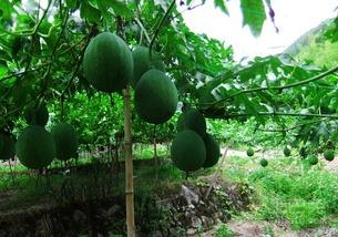 白吊瓜适合怎么吃,解锁美味新体验