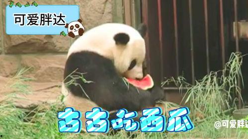 吃瓜大熊猫,揭秘熊猫界的“美食家”