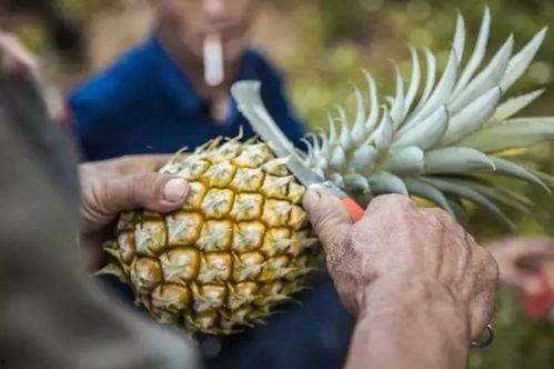 吃瓜干菠萝,探寻吃瓜干菠萝的独特风味