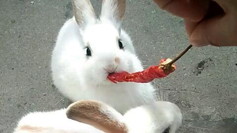 兔宝宝吃瓜视频,萌宠趣味瞬间，萌化你的心