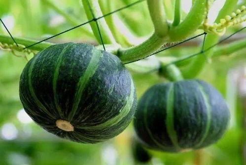 吃丰收瓜,共享硕果累累时