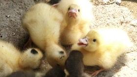 梦见鸭吃瓜,鸭吃瓜背后的神秘寓意