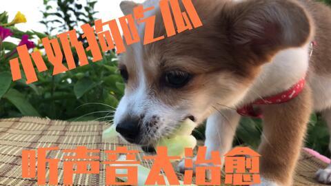 吃瓜偷拍狗,捕捉宠物萌态