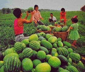 吴川吃瓜事件,一场网络狂欢背后的真相与反思