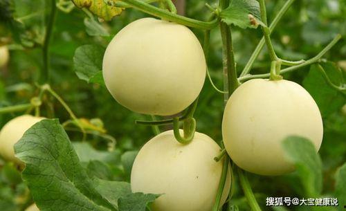 瓜王甜瓜怎么吃