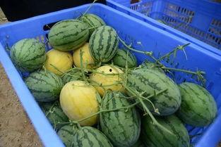 吃瓜群叫什么,网络社交新现象背后的故事