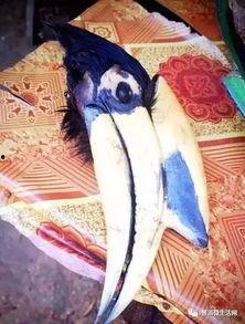 犀鸟吃瓜的图片,瓜果间的自然画卷