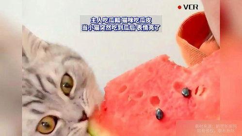 猫咪吃的瓜,瓜类美食的诱惑与营养解析
