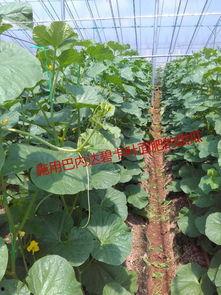 大棚歌舞吃瓜,一场别开生面的吃瓜狂欢