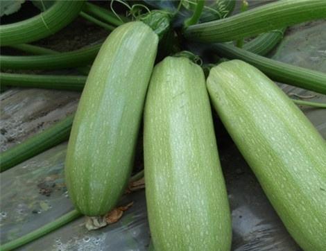 西妃吃瓜天津,揭秘天津美食背后的故事