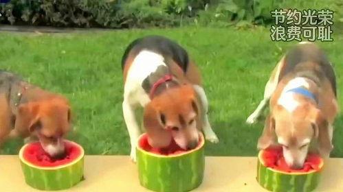 狗吃瓜西瓜,一场欢乐的瓜果盛宴